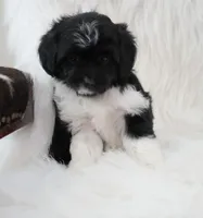 Shadow , a female Aussiedoodle for sale in Checotah, OK – 5 of 7