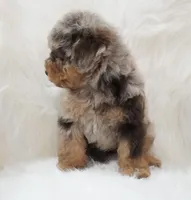 German chocolate , a male Poodle - Miniature  for sale in Checotah, OK – 4 of 10