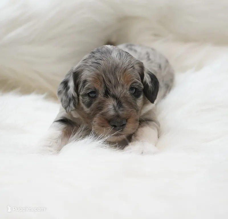 Phantom  – Miniature Aussiedoodle puppy for sale in Checotah, OK