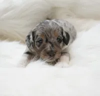 Phantom , a male Aussiedoodle for sale in Checotah, OK – 1 of 2