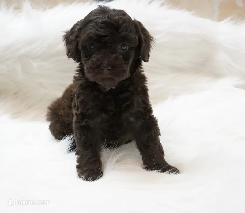 Angel food  – Poodle - Toy  puppy for sale in Checotah, OK