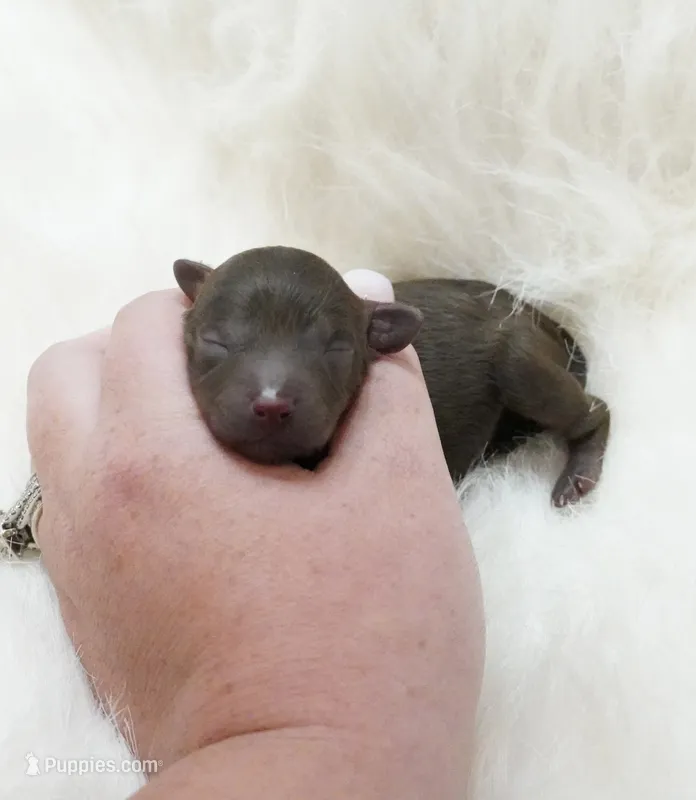 Angel food  – Poodle - Toy  puppy for sale in Checotah, OK