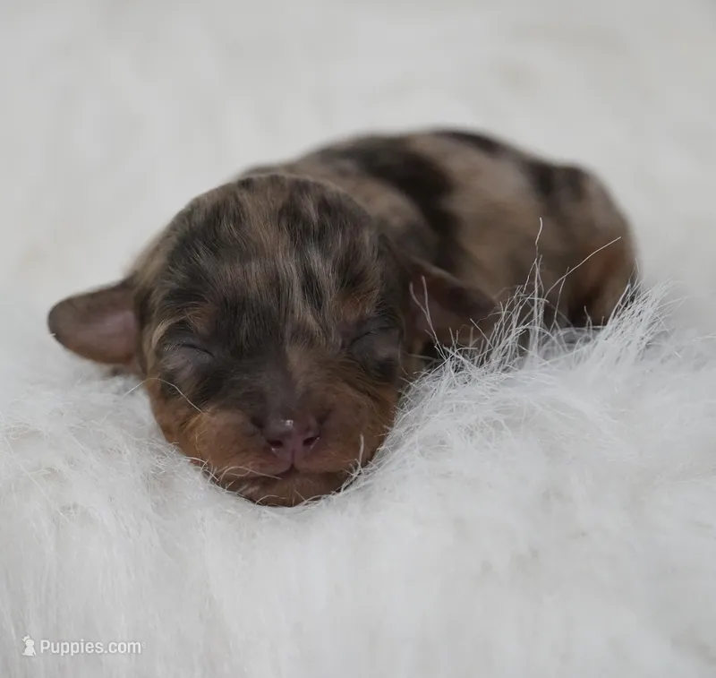Funfetti – Poodle - Toy  puppy for sale in Checotah, OK