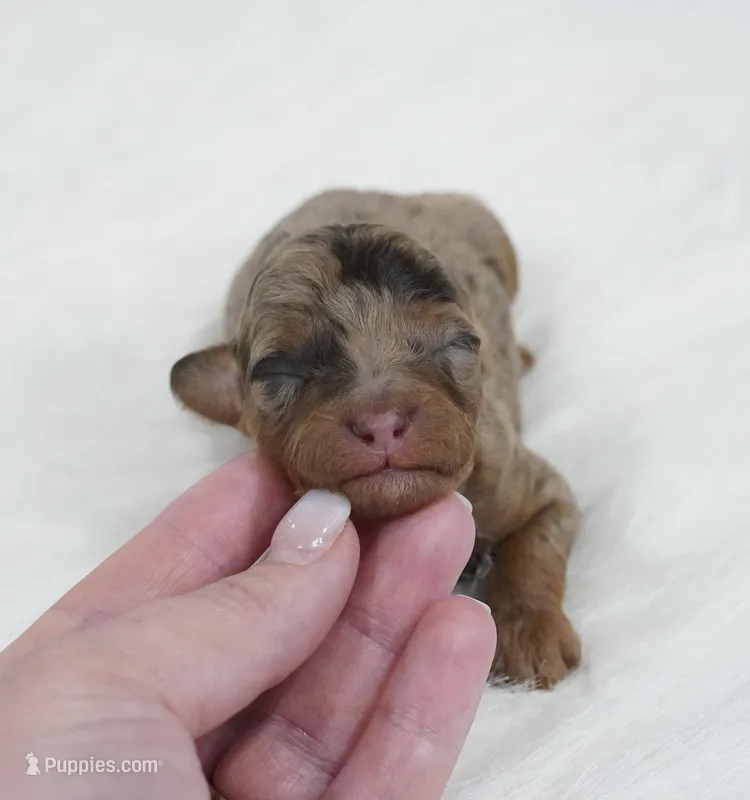 Cookie cake  – Poodle - Toy  puppy for sale in Checotah, OK
