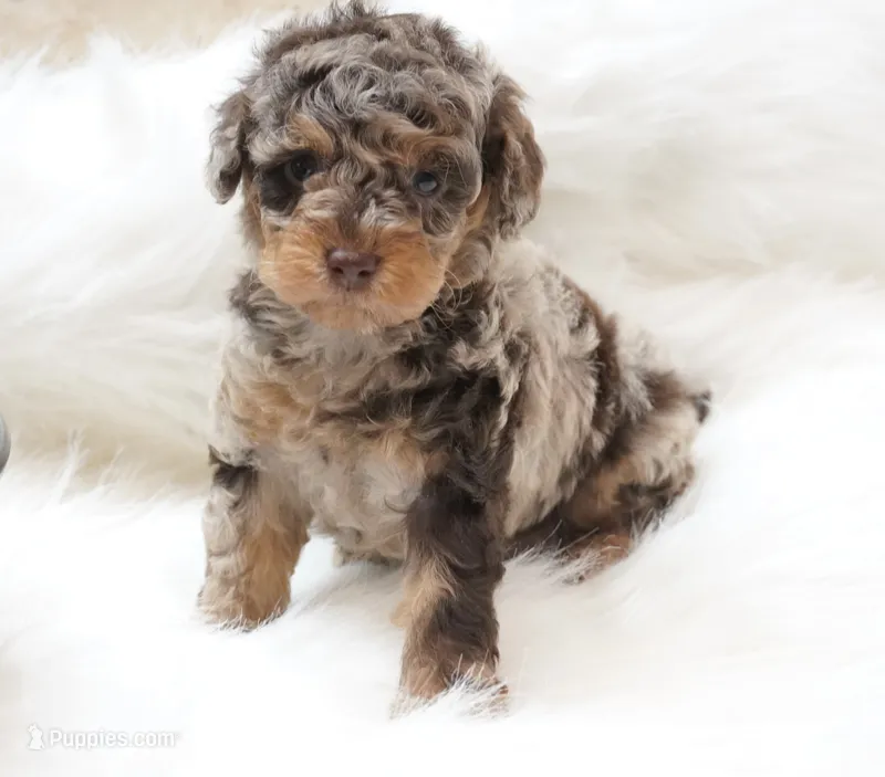 German chocolate  – Poodle - Miniature  puppy for sale in Checotah, OK