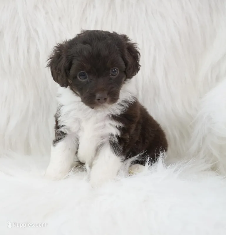 Ember  – Aussiedoodle puppy for sale in Checotah, OK