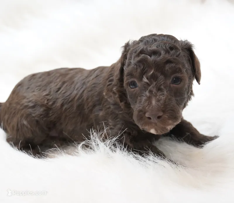 Chocolate  – Poodle - Toy  puppy for sale in Checotah, OK