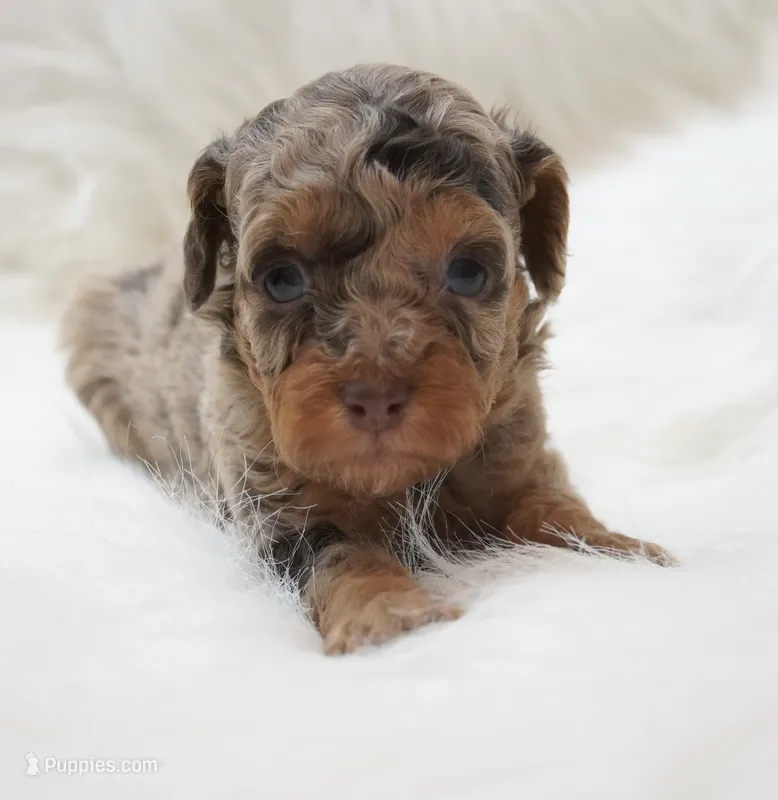 Cookie cake  – Poodle - Toy  puppy for sale in Checotah, OK