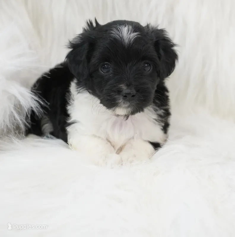 Shadow  – Aussiedoodle puppy for sale in Checotah, OK