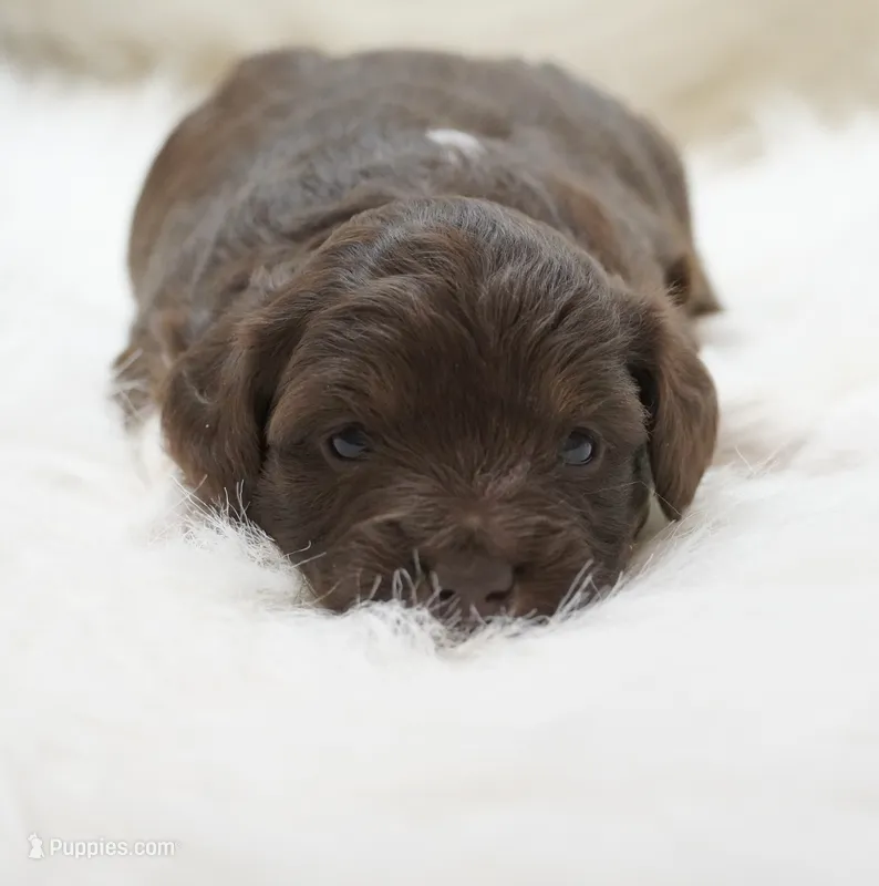 Aura  – Miniature Aussiedoodle puppy for sale in Checotah, OK