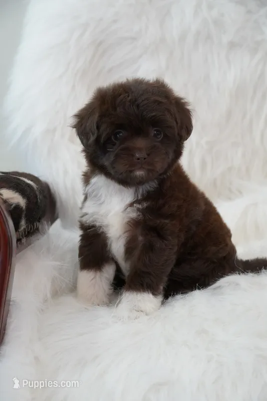 Echo  – Aussiedoodle puppy for sale in Checotah, OK