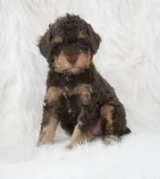 Vanilla , a male Poodle - Miniature  for sale in Checotah, OK – 2 of 5
