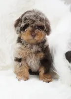 German chocolate , a male Poodle - Miniature  for sale in Checotah, OK – 8 of 10