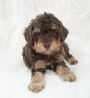 Vanilla , a male Poodle - Miniature  for sale in Checotah, OK – 1 of 5
