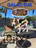 Galactus, a male Beagle for sale in Downey, CA – 3 of 10