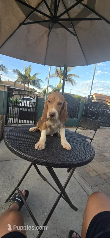 SNICKERS – Beagle puppy for sale in Downey, CA