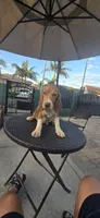 SNICKERS, a male Beagle for sale in Downey, CA – 1 of 6