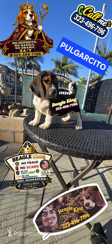 PULGARCITO – Beagle puppy for sale in Downey, CA