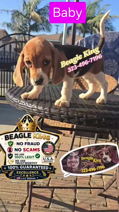 BABY, a female Beagle for sale in Downey, CA – 3 of 3