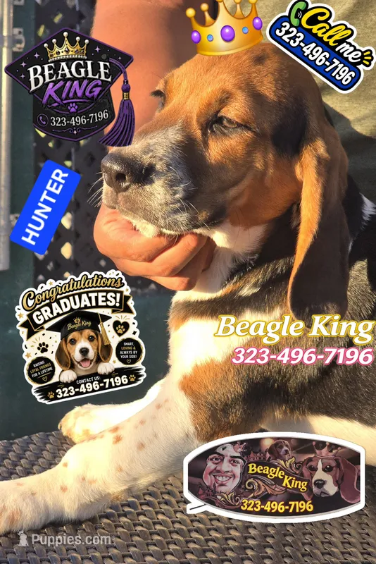 HUNTER – Beagle puppy for sale in Downey, CA