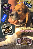 HUNTER, a female Beagle for sale in Downey, CA – 1 of 5
