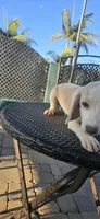 White spark, a male Beagle for sale in Downey, CA – 3 of 3