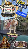 HAALAND, a male Beagle for sale in Downey, CA – 3 of 9