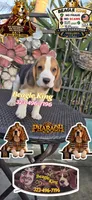 PHARAOH , a male Beagle for sale in Downey, CA – 8 of 9