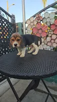 CHAPARRO, a male Beagle for sale in Downey, CA – 7 of 10