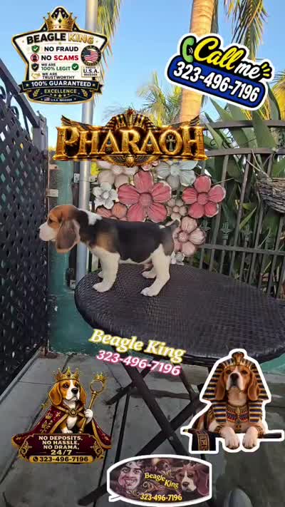 PHARAOH , a male Beagle for sale in Downey, CA – 3 of 9