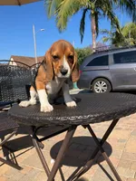 DAYSE, a female Beagle for sale in Downey, CA – 2 of 3