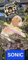 Sonic, a male Beagle for sale in Downey, CA – 3 of 5