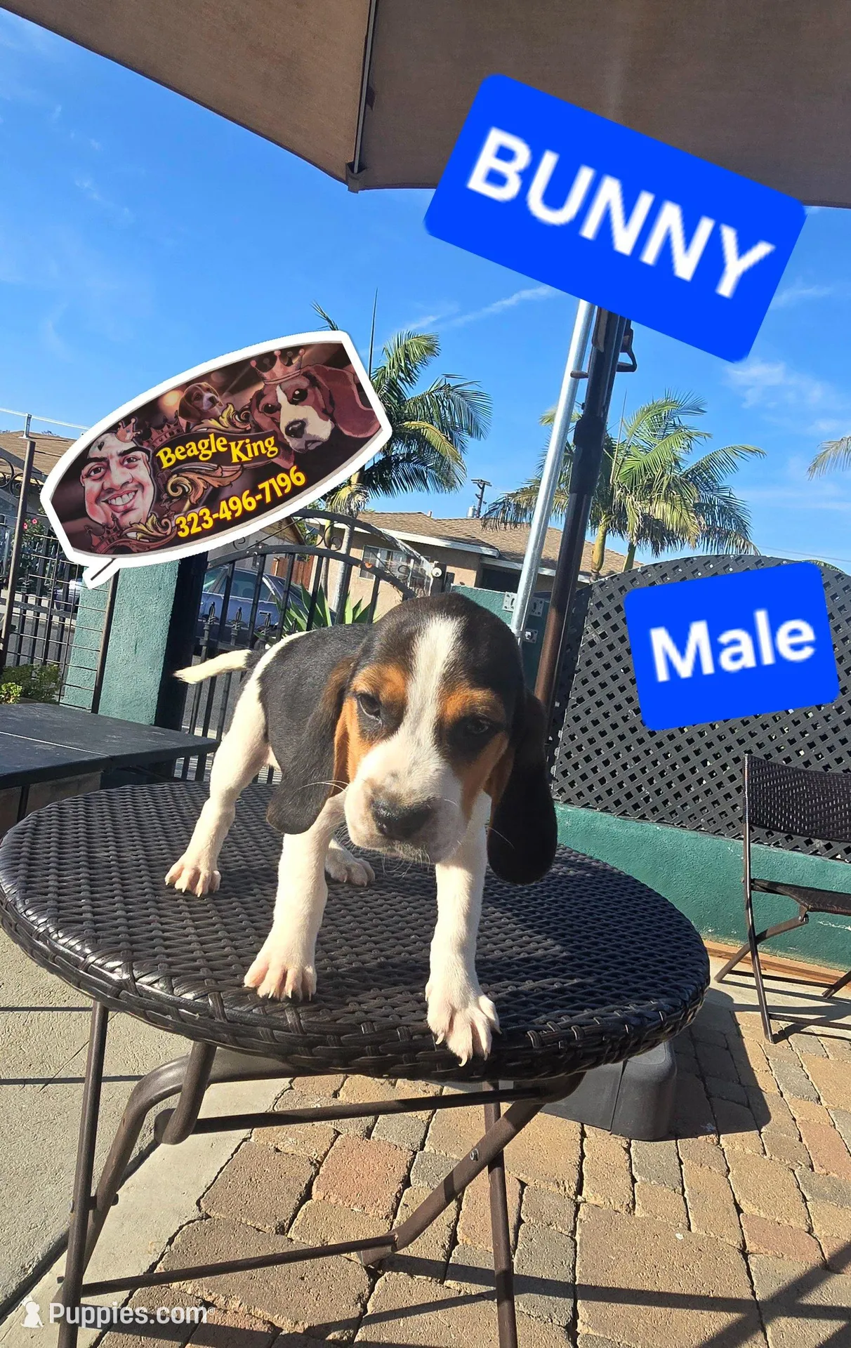 BUNNY , a male Beagle for sale in Downey, CA – Photo 2 of 4