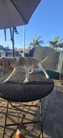 Flipper, a male Beagle for sale in Downey, CA – 4 of 4