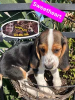 Sweetheart , a female Beagle for sale in Downey, CA – 6 of 8