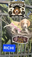 RICHIE, a male Beagle for sale in Downey, CA – 7 of 8
