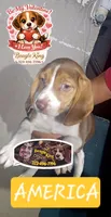 AMERICA, a female Beagle for sale in Downey, CA – Photo 1 of 2