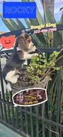 ROCKY , a male Beagle for sale in Downey, CA – Photo 8 of 8