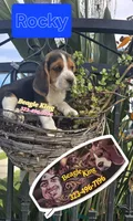 ROCKY , a male Beagle for sale in Downey, CA – Photo 3 of 8