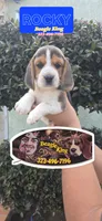 ROCKY , a male Beagle for sale in Downey, CA – Photo 4 of 8