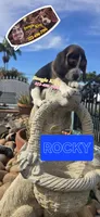 ROCKY , a male Beagle for sale in Downey, CA – Photo 7 of 8
