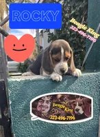 ROCKY , a male Beagle for sale in Downey, CA – Photo 1 of 8