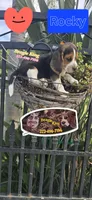 ROCKY , a male Beagle for sale in Downey, CA – Photo 6 of 8