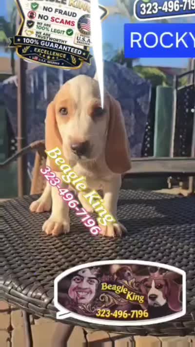 ROCKY, a male Beagle for sale in Downey, CA – 3 of 5
