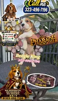 PHARAOH , a male Beagle for sale in Downey, CA – 5 of 9