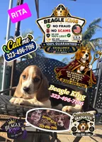 RITA, a female Beagle for sale in Downey, CA – 7 of 8