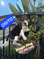 Osito, a male Beagle for sale in Downey, CA – Photo 2 of 4