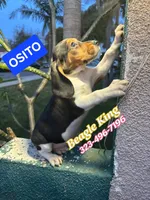Osito, a male Beagle for sale in Downey, CA – Photo 4 of 4