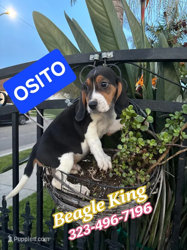 Osito
