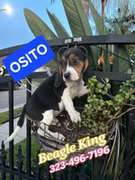 Osito, a male Beagle for sale in Downey, CA – Photo 1 of 4
